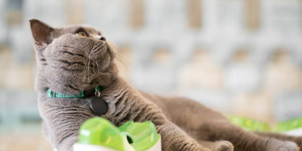 Top Kitten Toy Picks for Endless Fun and Play