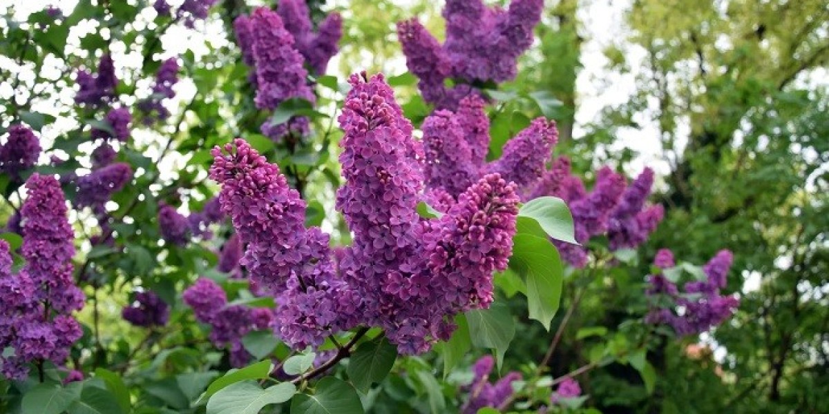 What Flower Symbolism Represents Strength and Resilience?