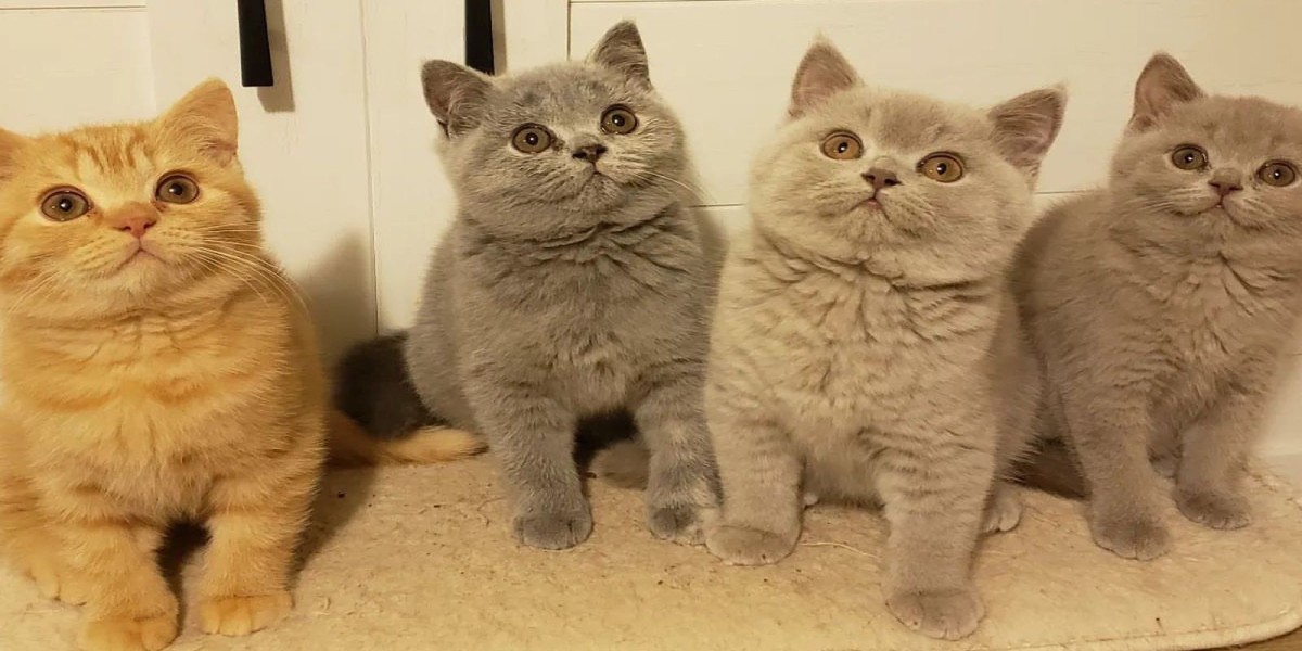 The British Shorthair Kitten: A Charming Companion with a Royal Touch