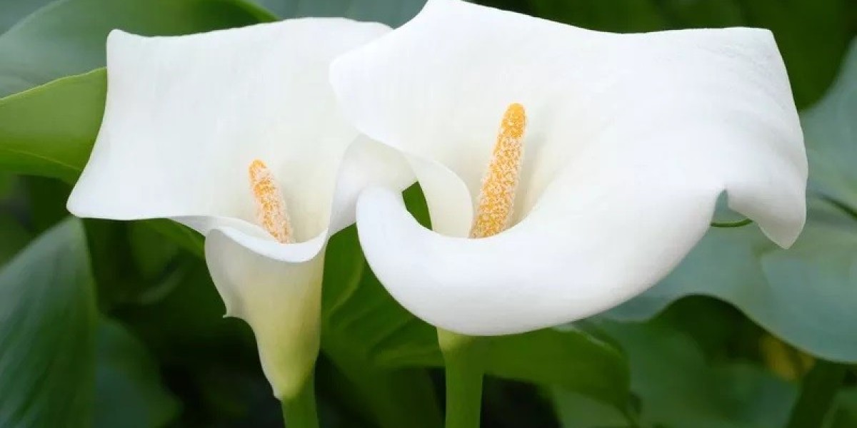 Is Calla Lily Symbolism Religious or Romantic?