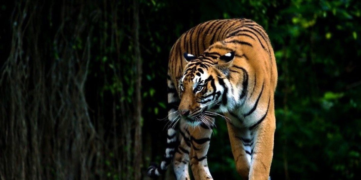 Tiger Symbolism: A Path of Passion and Determination