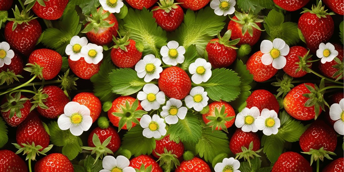 Fresh Strawberry Market Overview – Demand Drivers, Distribution, and Regional Insights