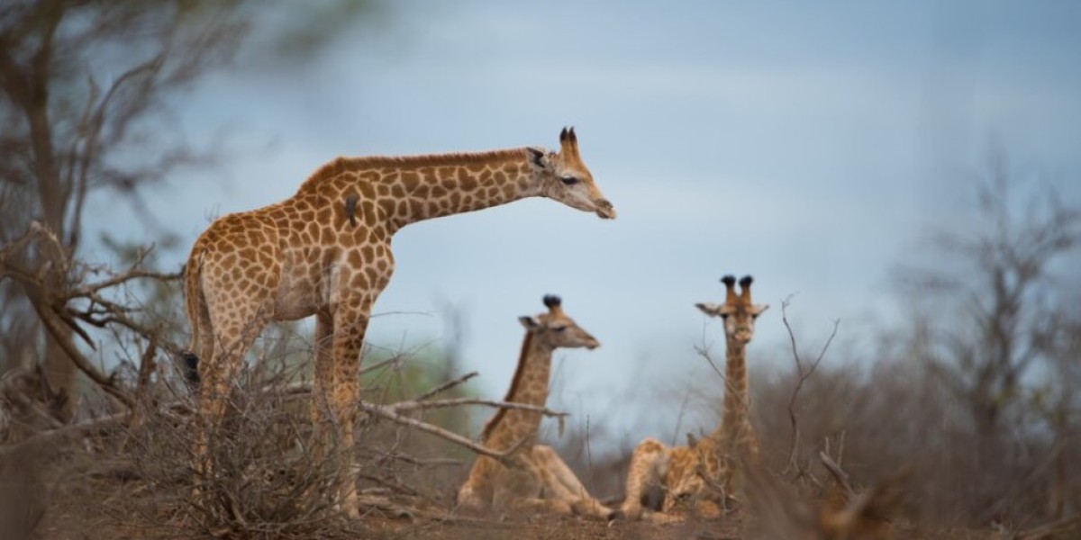 Explore the Wild Beauty of Africa with Unforgettable Tanzania Safari Tours