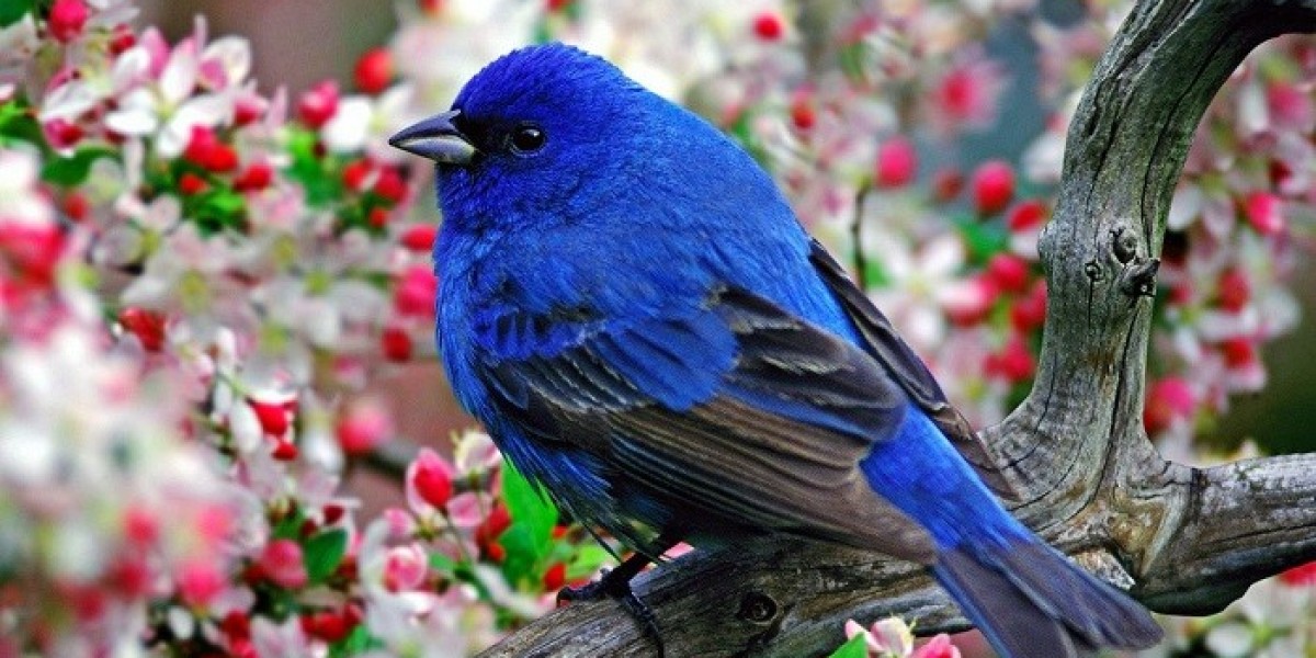 How Does Bird Symbolism Relate to Personal Freedom and Choice?
