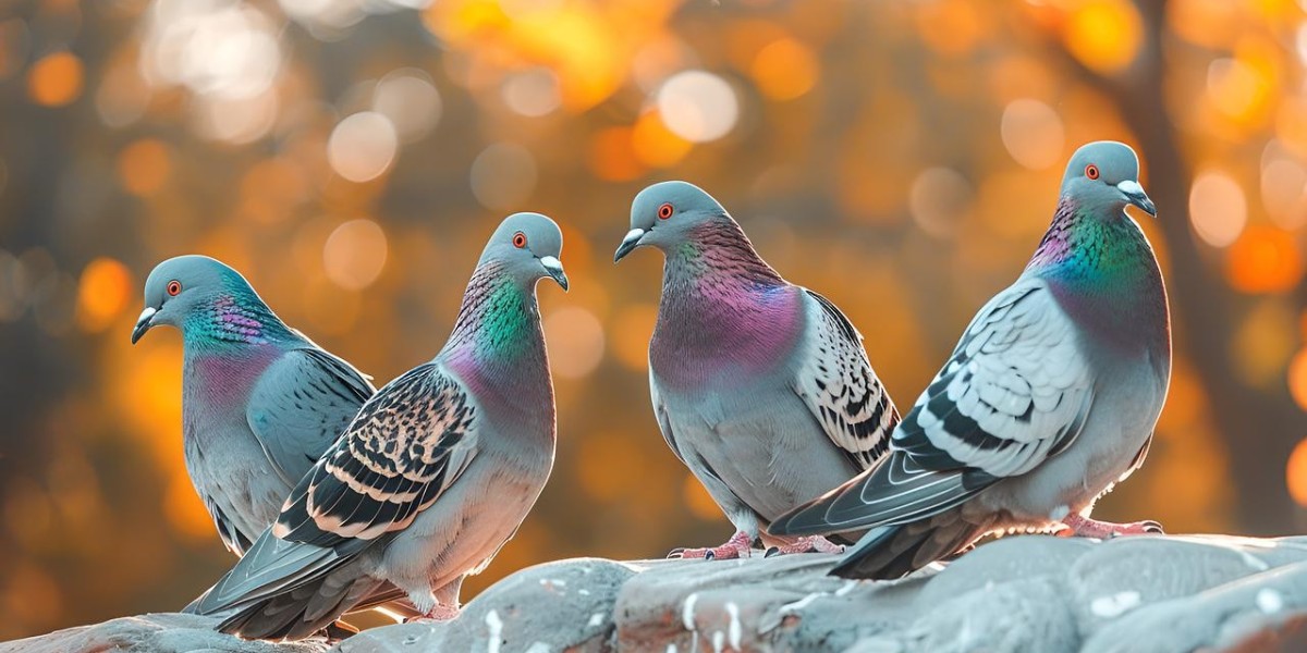 Trusted Bird Repellent Melbourne Services – Keep Your Property Safe & Clean