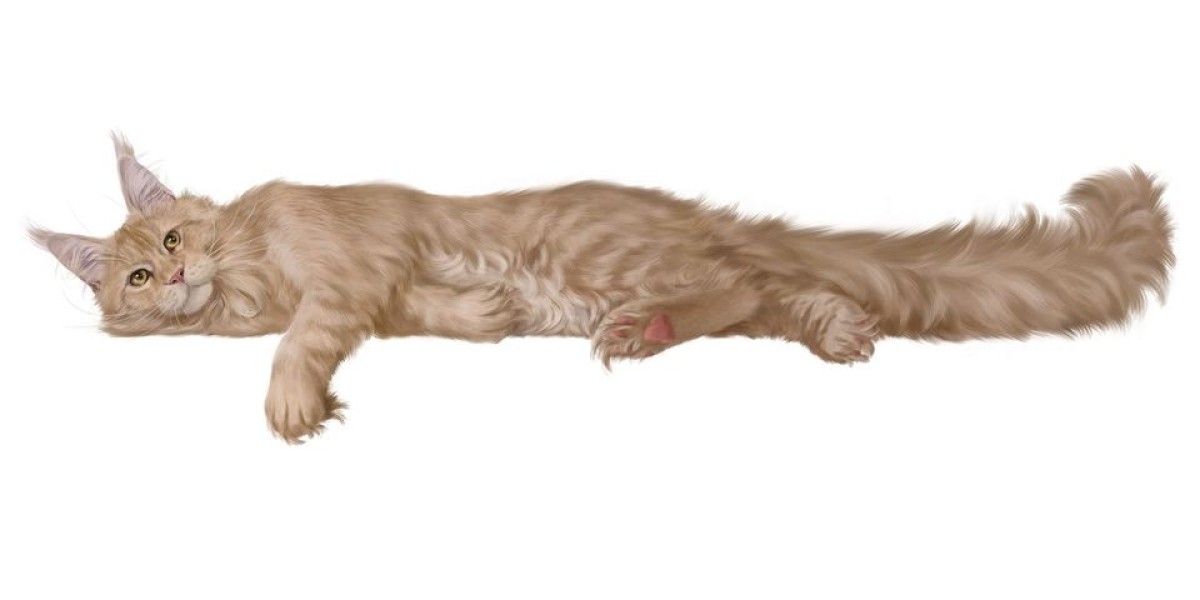 How To Choose The Best Maine Coon Kitten Breeder In The USA