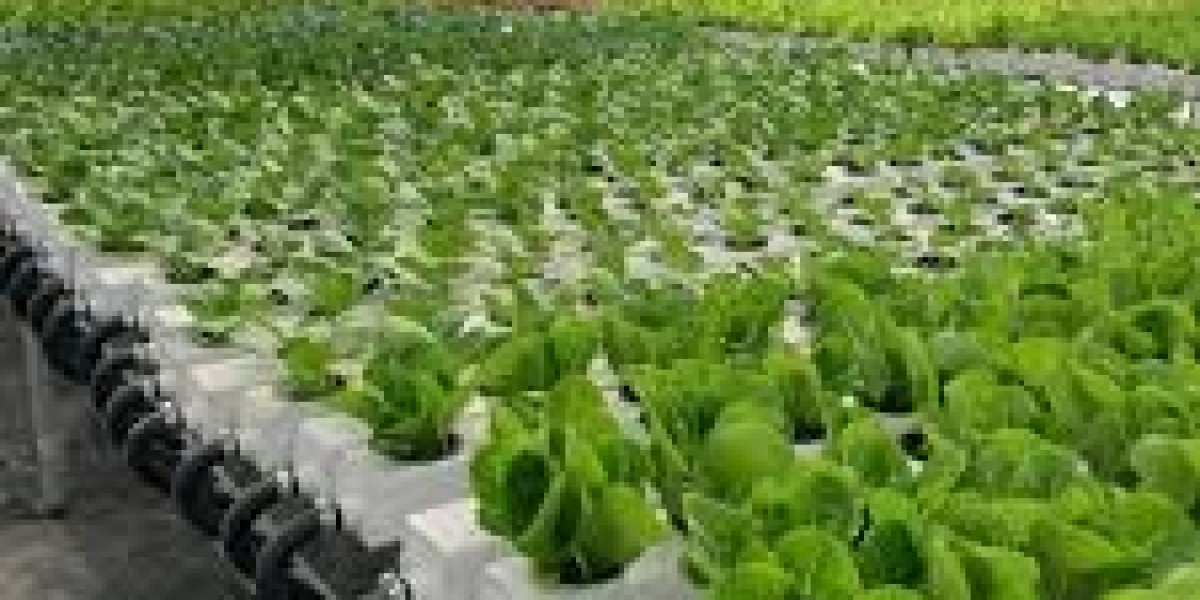 Hydroponics Market dynamics examining evolving consumer preferences and organic food production trends