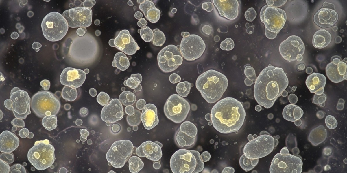 Polyhydroxyalkanoates (PHA) Pric Index 2025: Chart Updates, News, History and Forecast