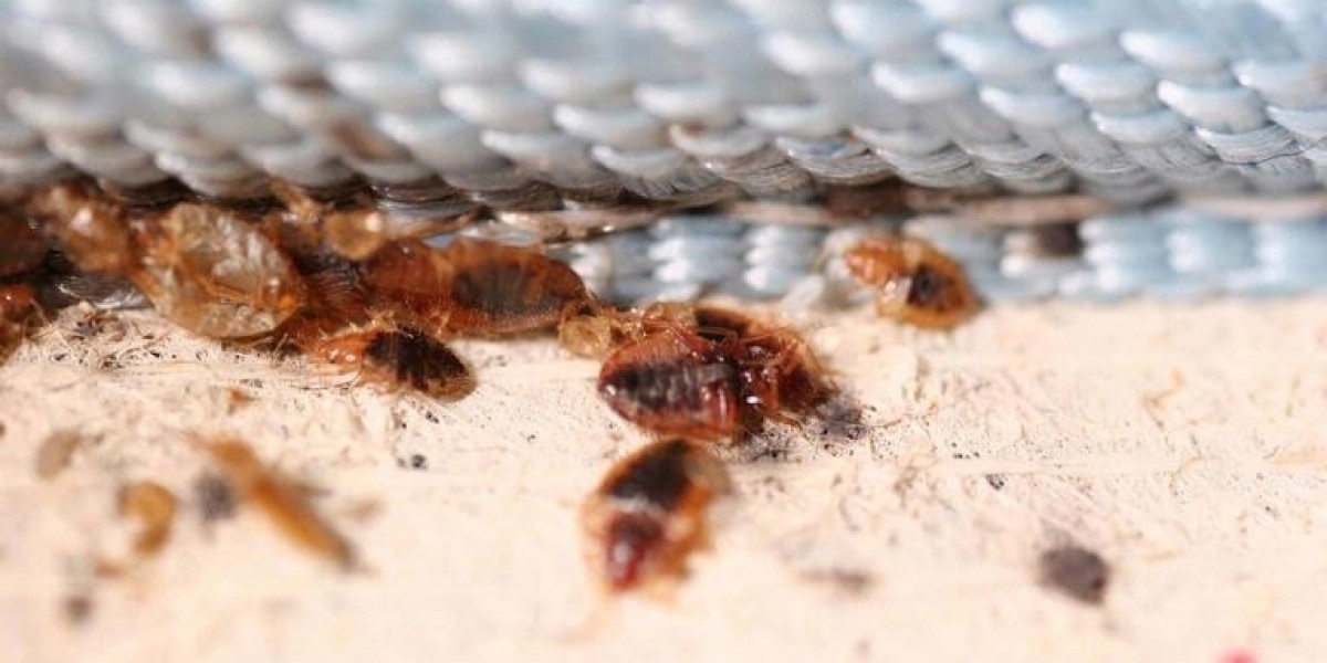 Bed Bug Service Day: A Step-By-Step Guide for Murfreesboro Homes