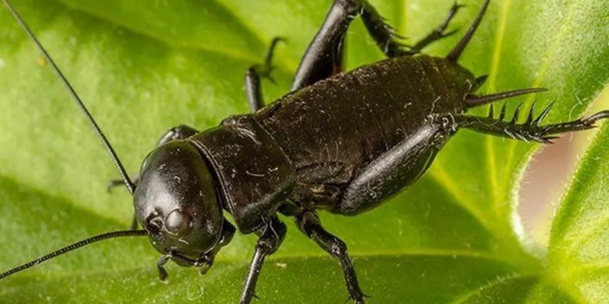 80 Playful Cricket Quotes for Nature Enthusiasts