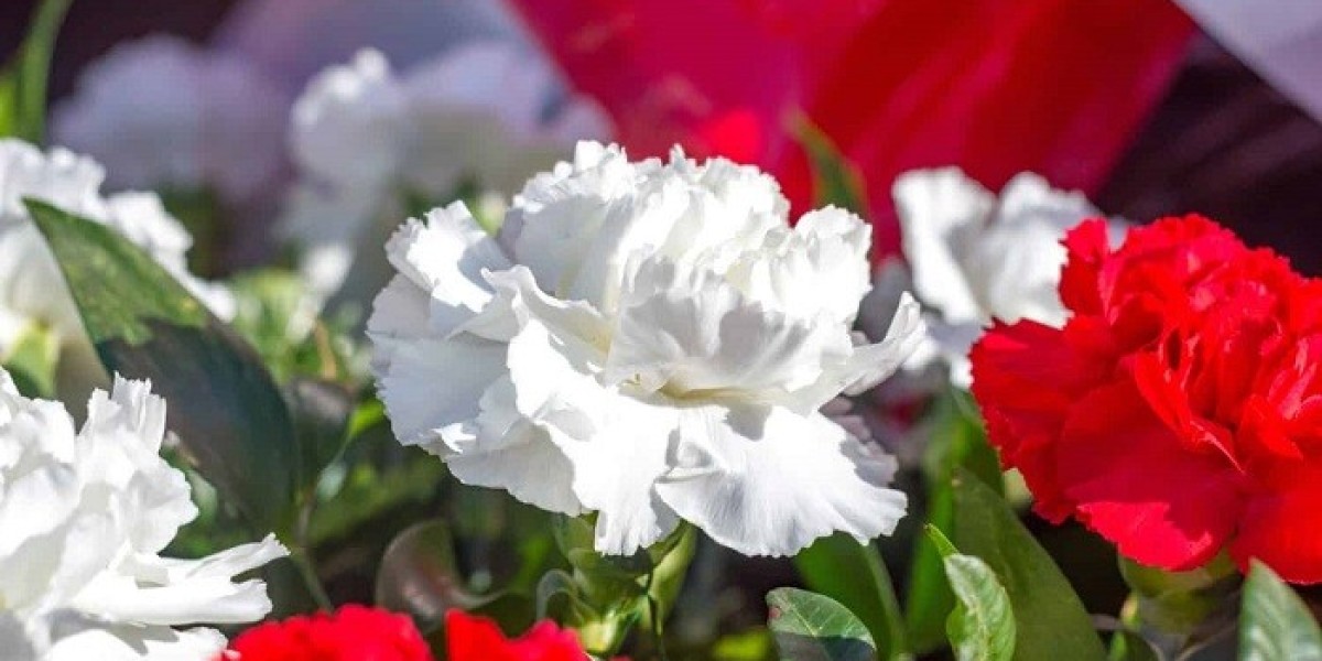 How Can Carnation Symbolism Inspire Kindness?