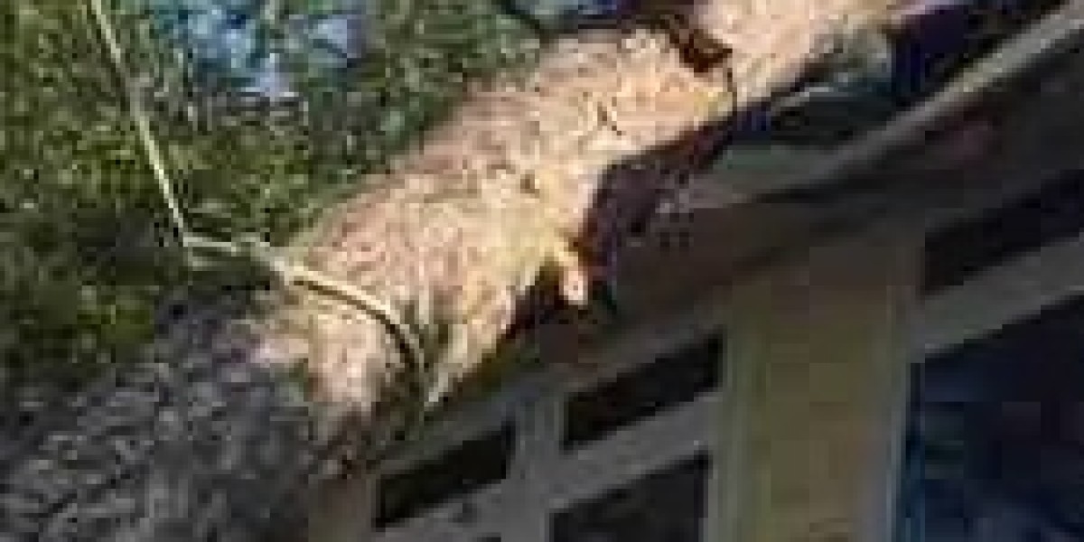 Tree Trimming Services Techniques That Avoid Permanent Tree Damage