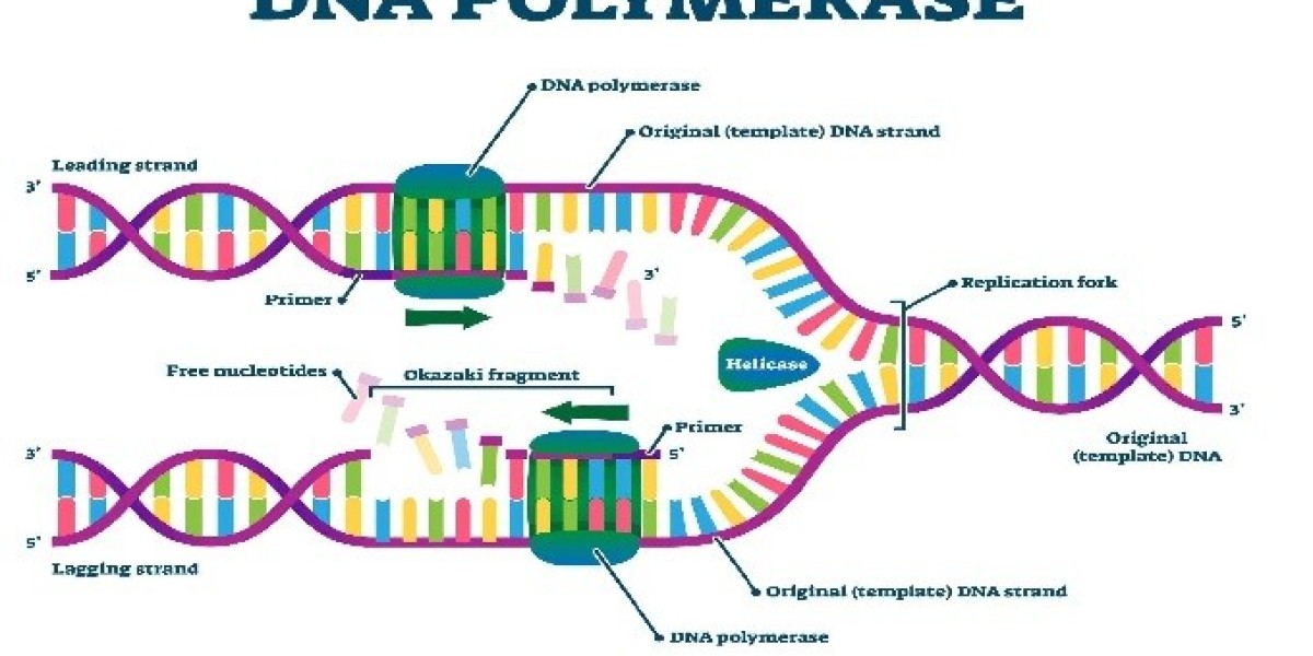 DNA Polymerase Market Analysis, Growth, Trend and Forecast 2034