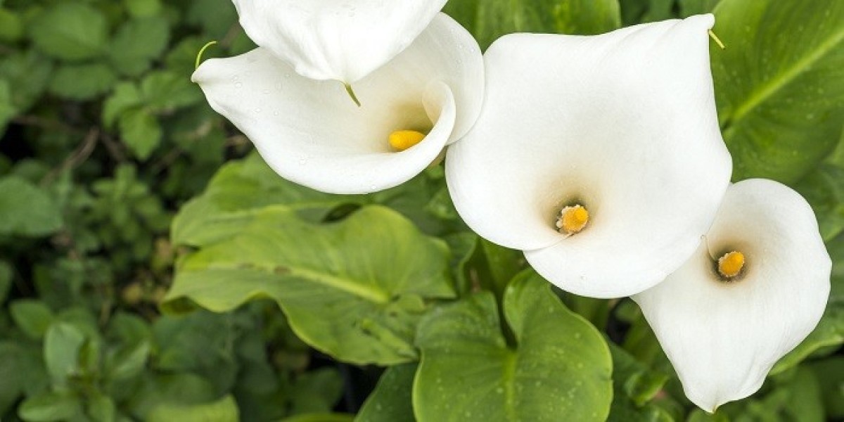 How Does Calla Lily Symbolism Reflect Harmony?