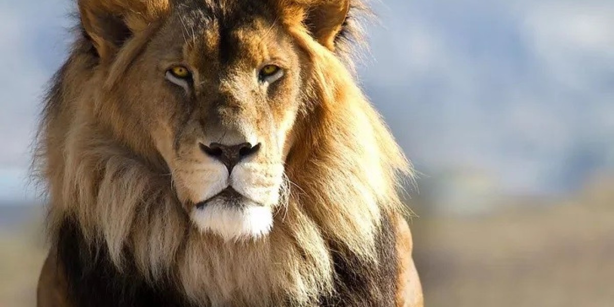 40 African Lion Quotes, Sayings, and Proverbs