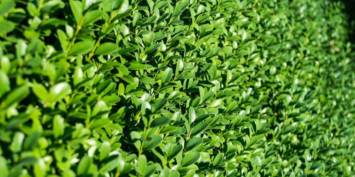 Lawn Mowing Botany – Reliable Local Lawn Care You Can Trust