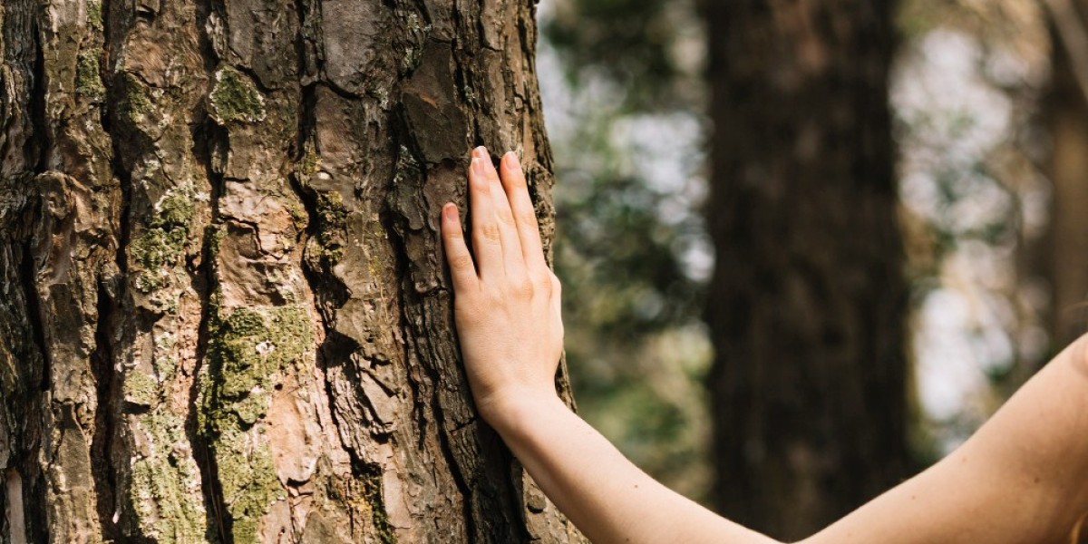 Eco-Friendly Tree Removal: What Happens to the Wood?