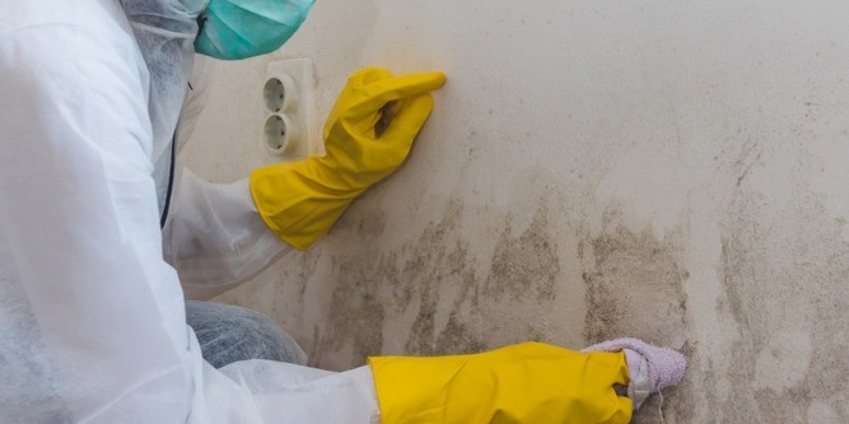 Los Angeles Tenants Fighting Back Against Hidden Mold Damage