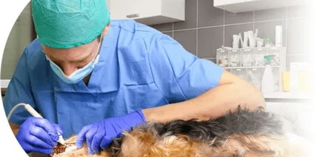 Veterinary Dental Equipment Market by Product Type