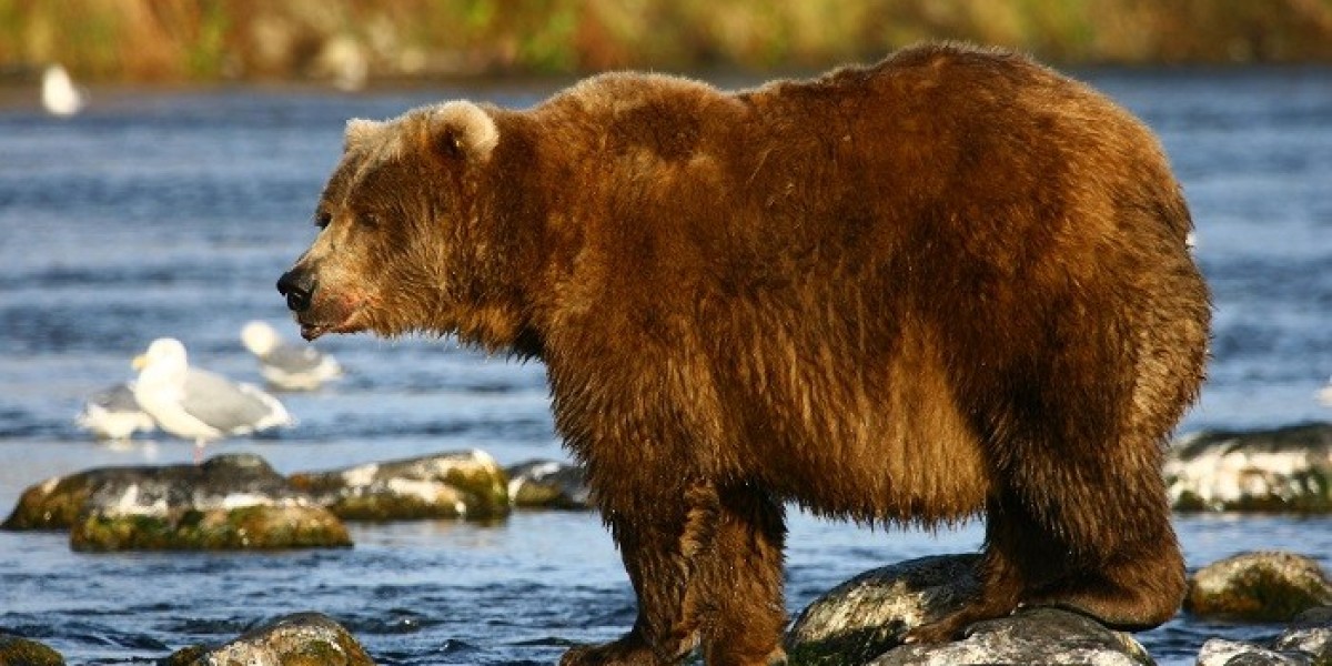How Can Bear Symbolism Promote Inner Courage?