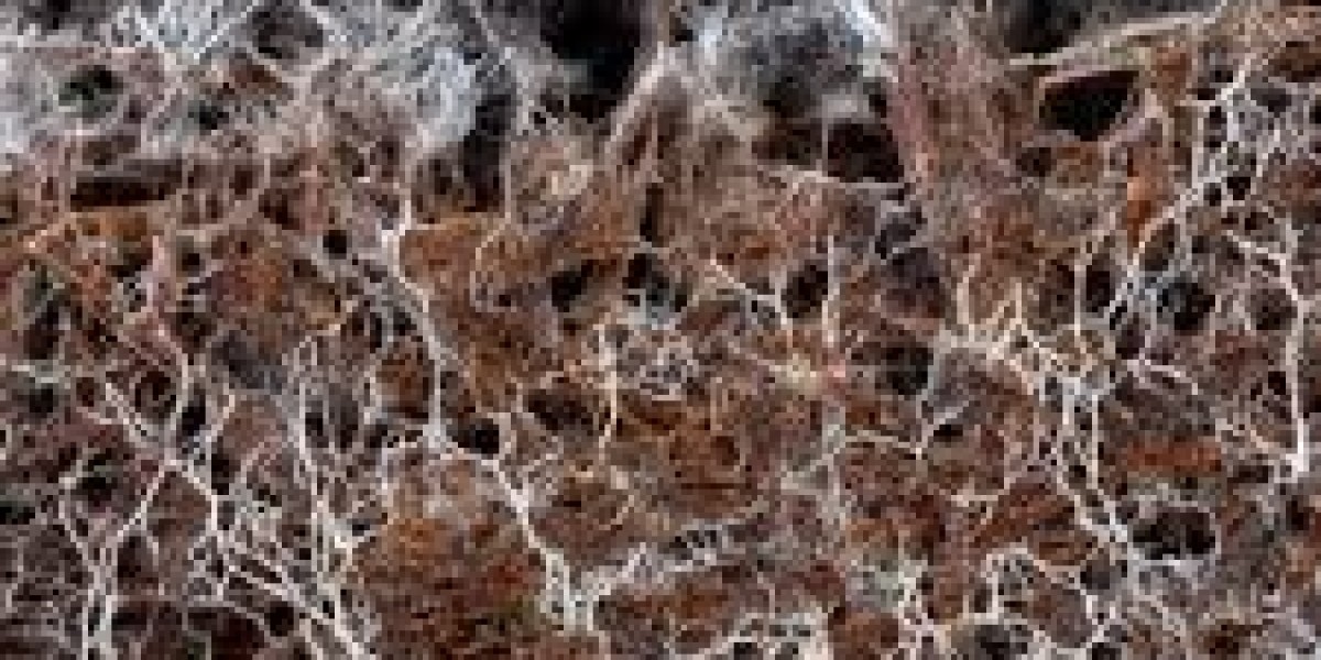 Mycelium Market Advances Align With Increased Demand for Compostable Products