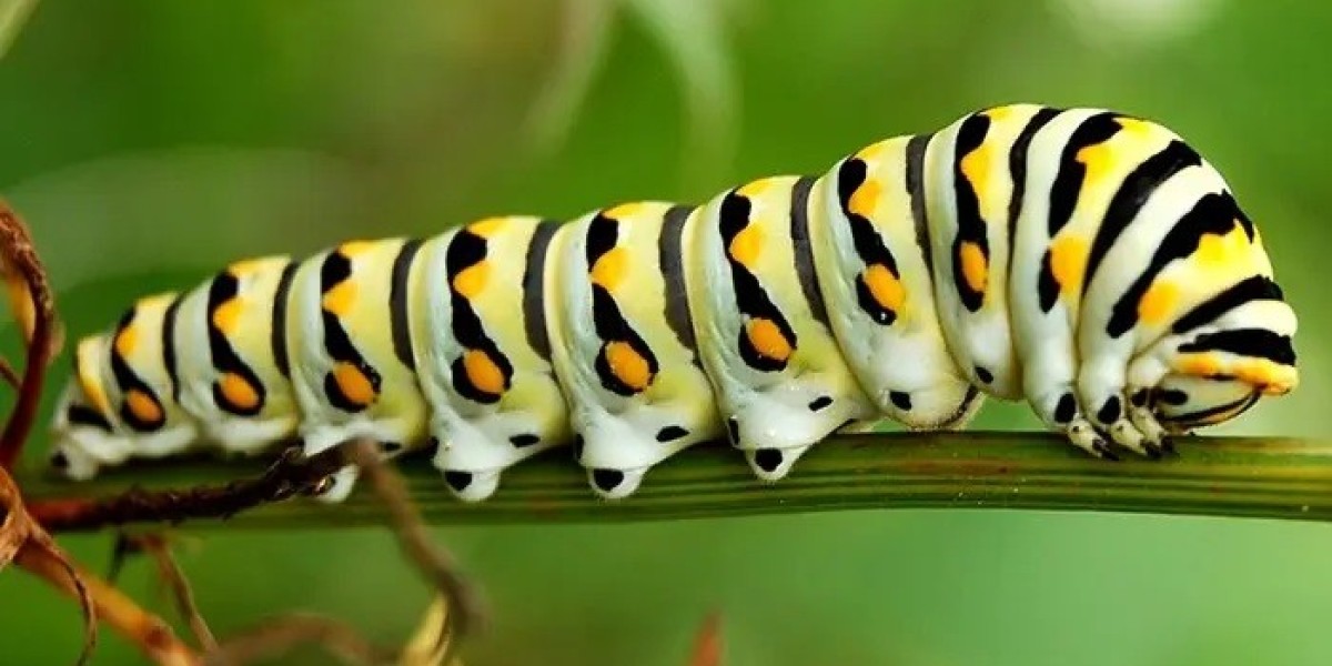 100 Caterpillar Quotes That Inspire Growth and Change