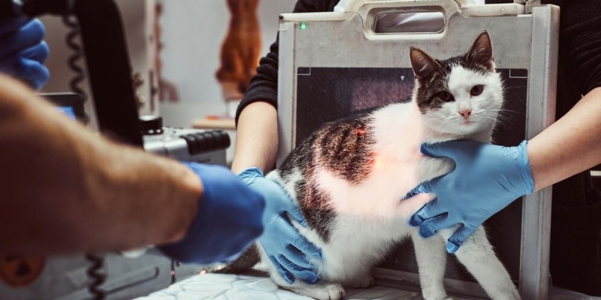 Veterinary Ultrasound Market Trends: In-Depth Analysis of Market Growth & Forecast Up To 2029