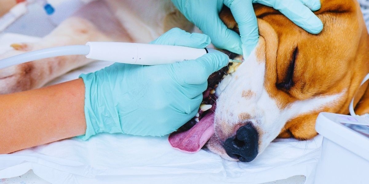 Dental Health for Pets Often Gets Overlooked