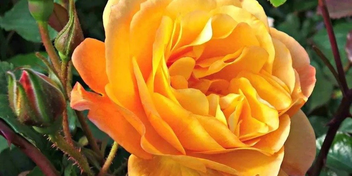What Life Lessons Are Found in Rose Symbolism?