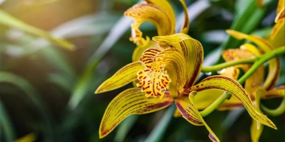 What Does Orchid Symbolism Reveal About Resilience?
