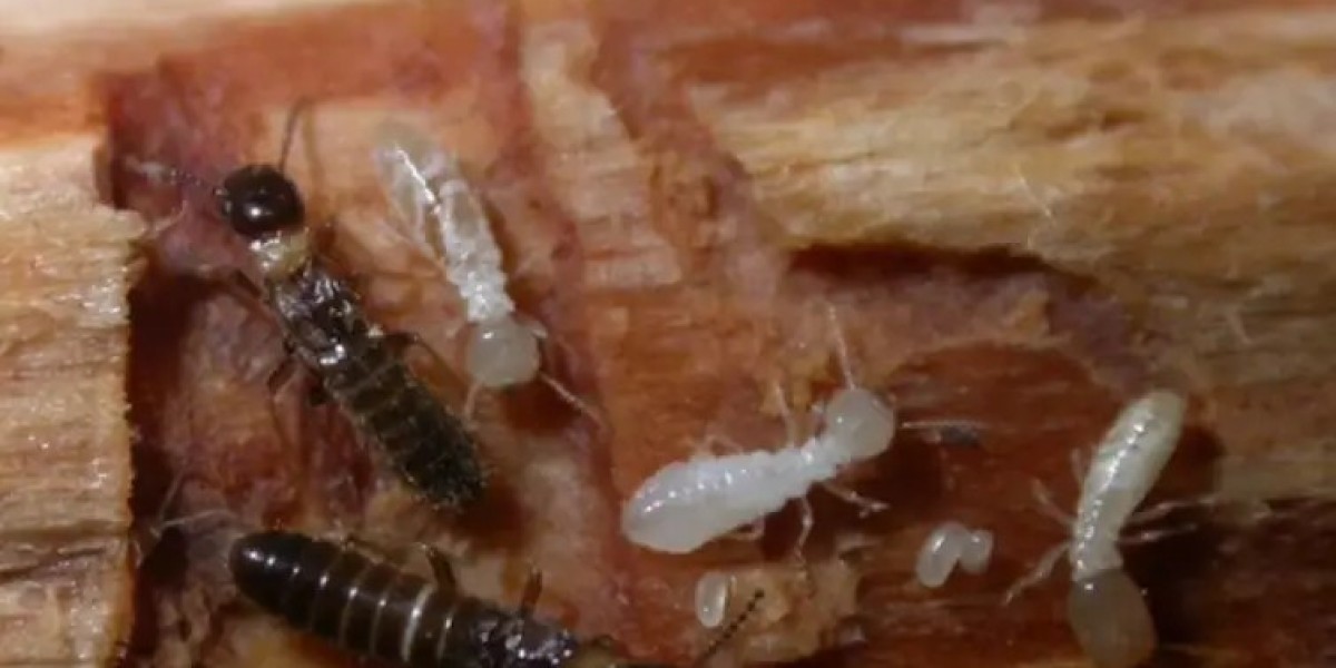 What You Need to Know About Termite Treatment in Adelaide and Solar Panel Bird Proofing
