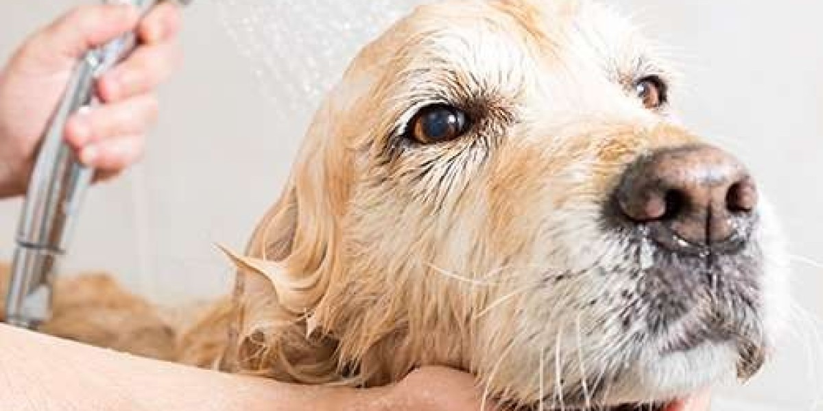 Find the Best Dog Wash Near Me for Clean, Happy Pets