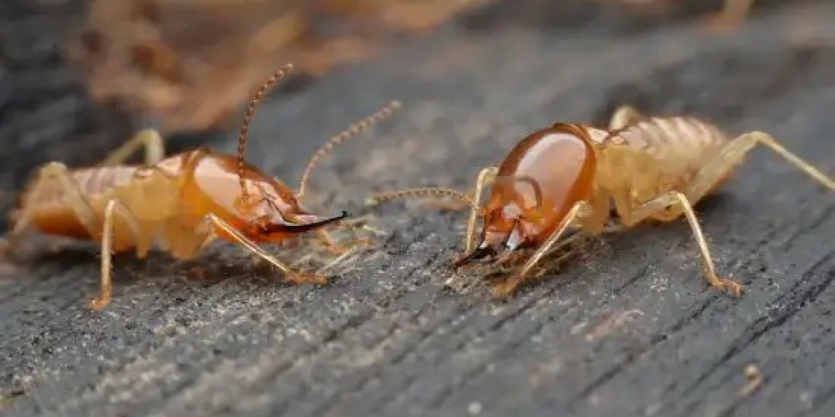 What is a Chemical Termite Barrier and When Should You Use One for Your Melbourne Property?
