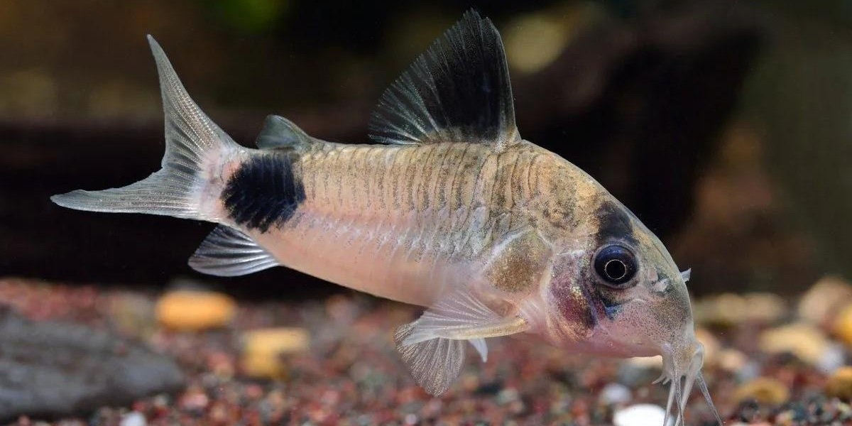 Why Chase Fish in Stores When They Can Swim to You?