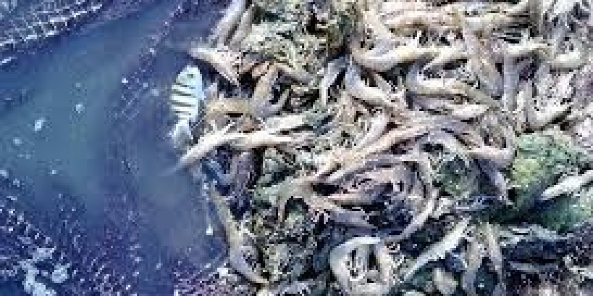 Egypt Shrimp Market Report, Share & Analysis 2025-2033