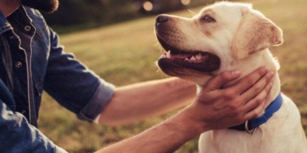 Trusted Pet Movers to Hawaii: Why DOG GONE TAXI Is Your Best Choice