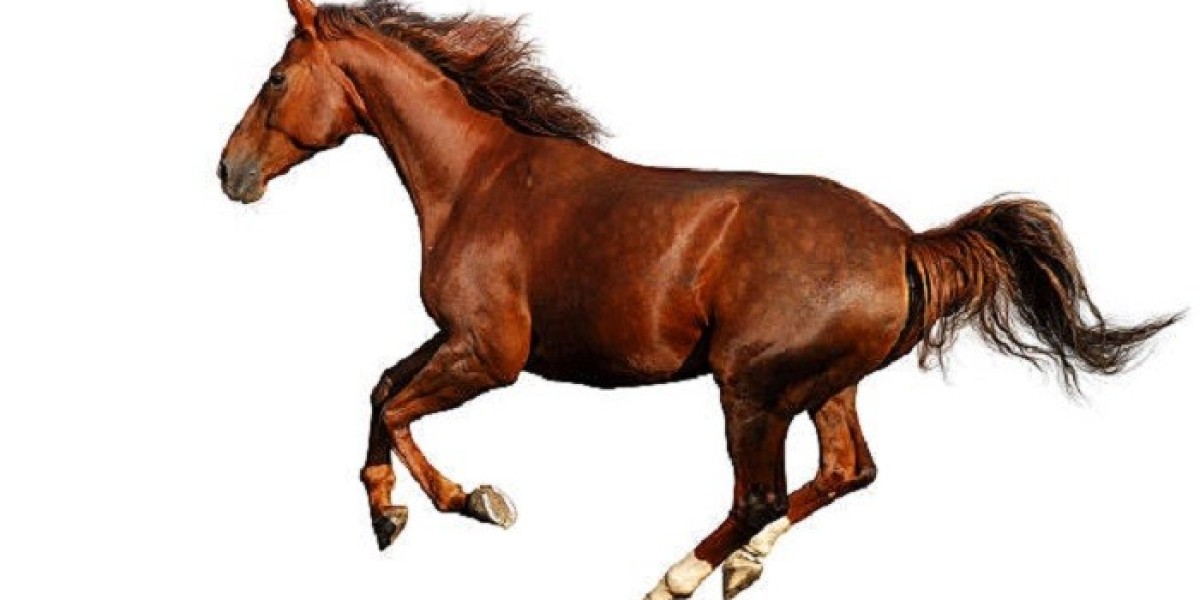 80 Horse Quotes Reveal Wisdom in Freedom and Choice