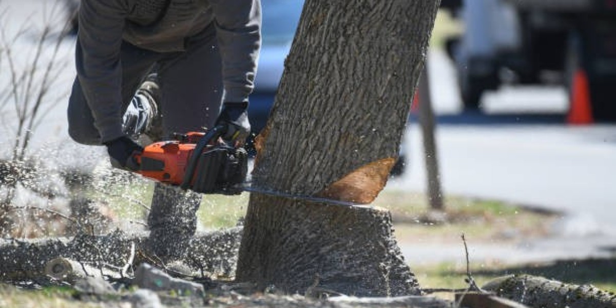 Can Affordable Tree Removal Services Stop Roots From Hurting Foundations?