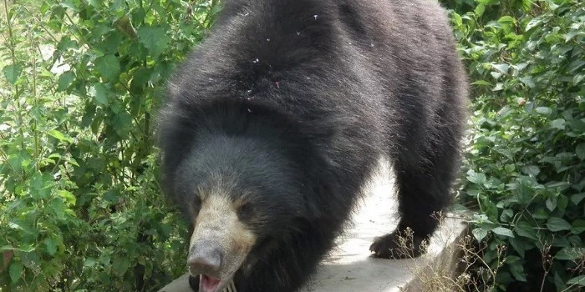 What Does A Sloth Bear Symbolize?