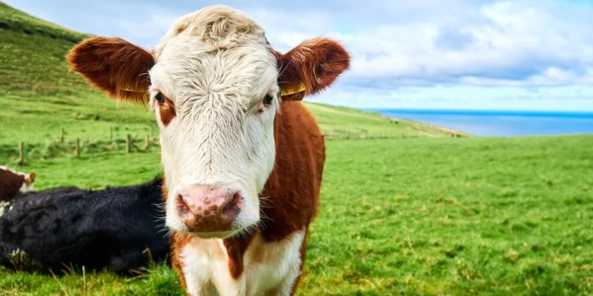 How Grass Fed Beef Supports Sustainable Farming Practices
