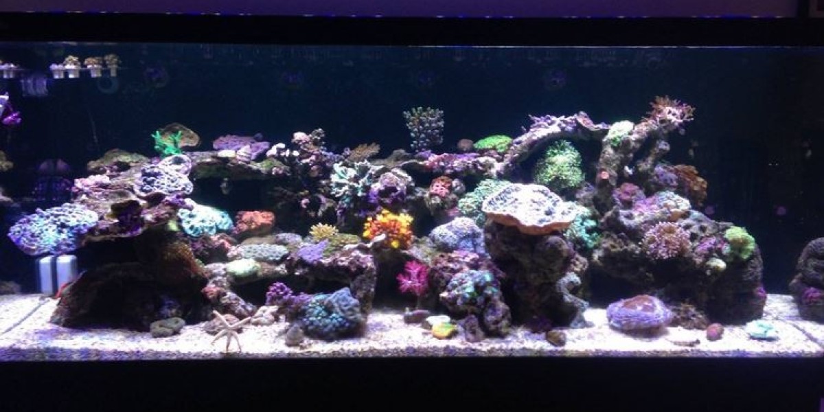 The Ultimate Guide to Choosing the Best Aquarium Lighting for SPS Corals