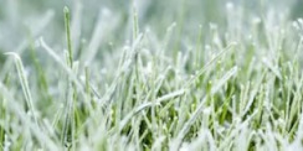Lawn Care Services You Should Invest In