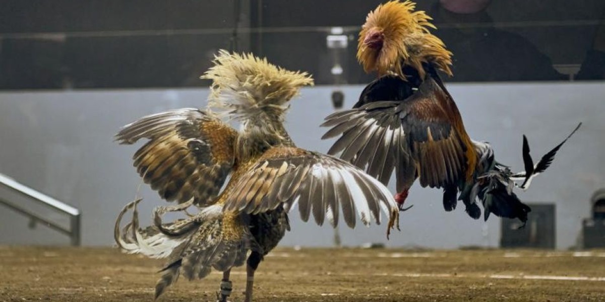 Knowing Honest Issues Encircling Online Cockfighting Betting These days