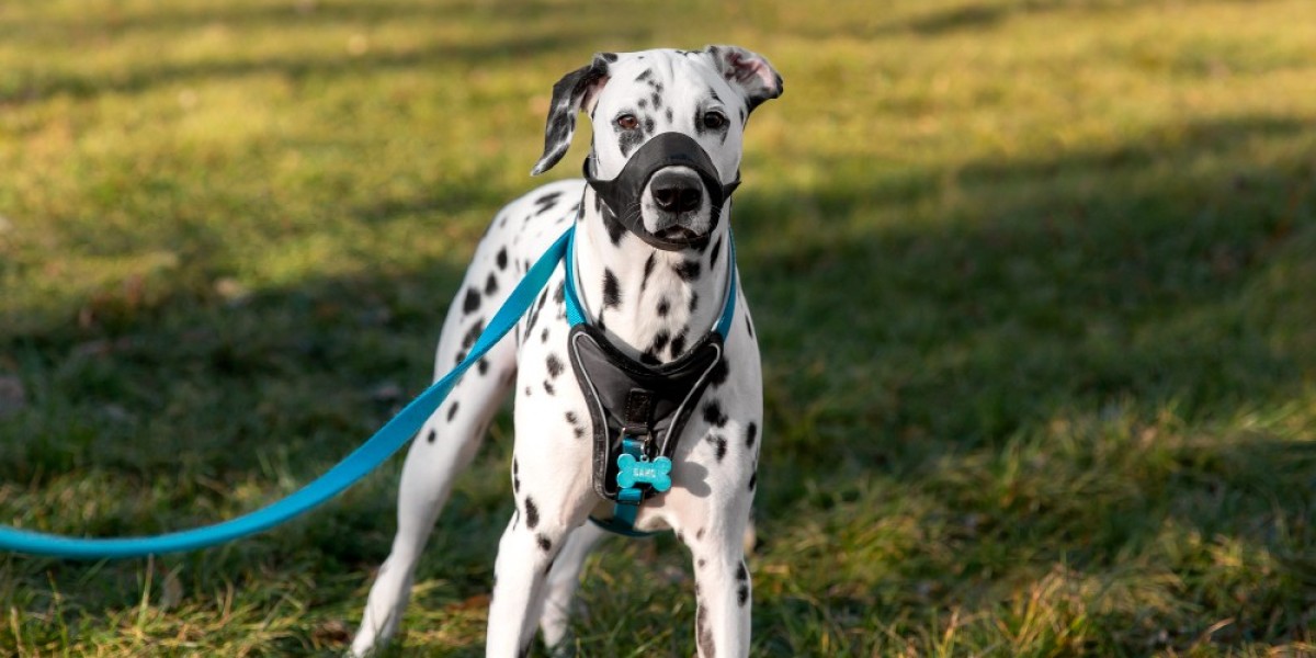 5 Reasons Why a Tactical Dog Harness Is a Must-Have for Active Dogs