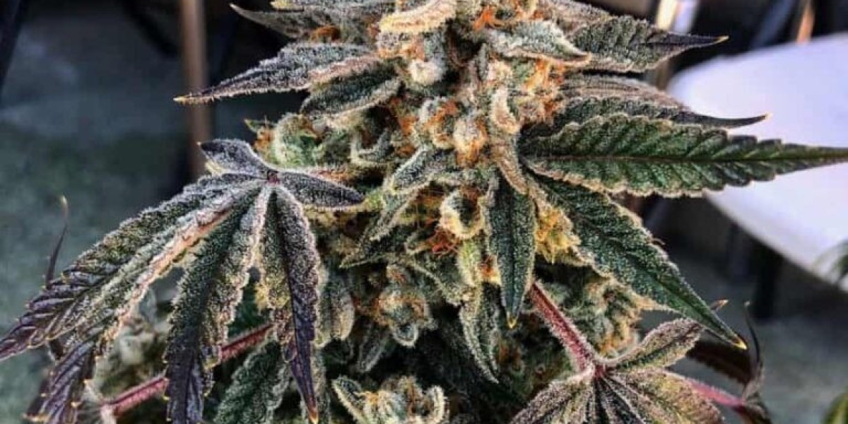 Autoflowering Cannabis Seeds | Elite Genetics for Fast Growth