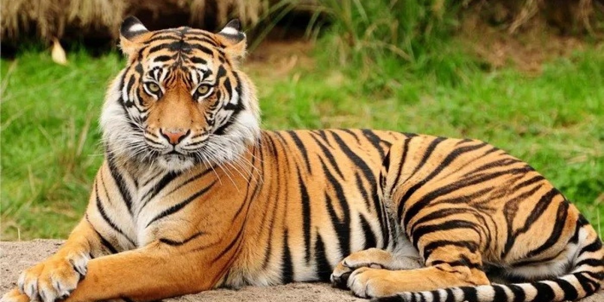 What Does A Sumatran Tiger Symbolize?