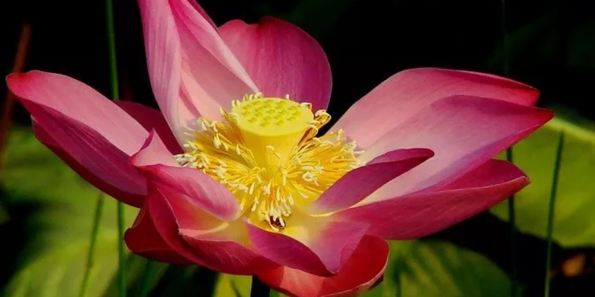 Lotus Symbolism Reflects Spiritual Awakening and Insight
