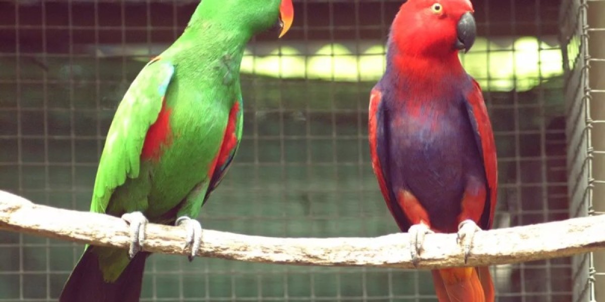 Trusted Bird Importers USA: How AIRBORNE ANIMALS Ensures Safe, Ethical, and Stress-Free Avian Transport