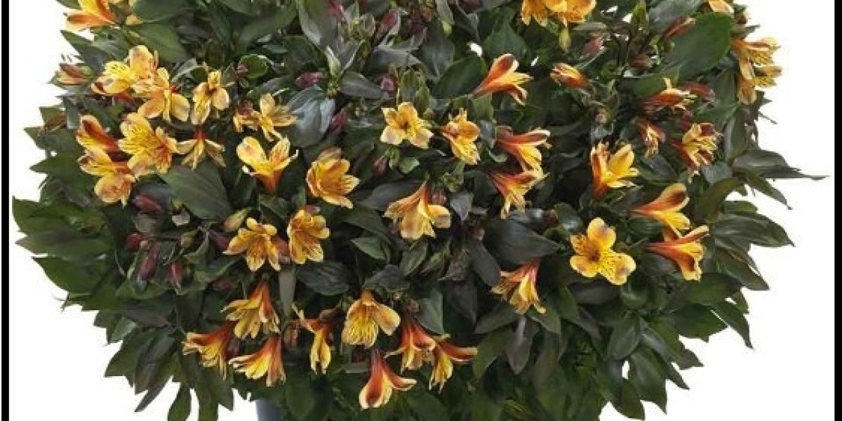 The Balance of Alstroemeria, Gerbera and Begonia Garden