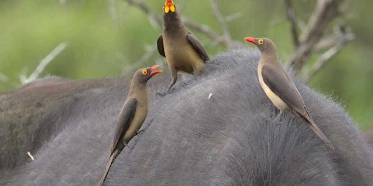 What Steps Are Taken in General Wildlife Removal to Keep Wildlife Away?